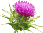 milk thistle